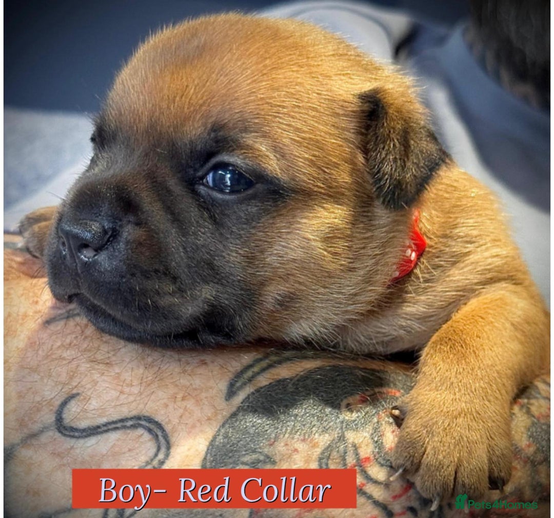 Staffordshire Bull Terrier dogs for sale: Outstanding Vangerbull Red SBT litter!  - Image 13