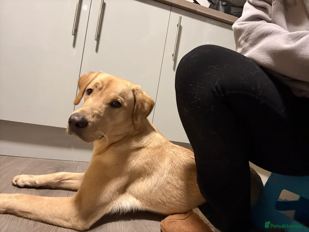 Labrador Retriever dogs for sale: 11 month old Labrador in Redditch - Advert 2