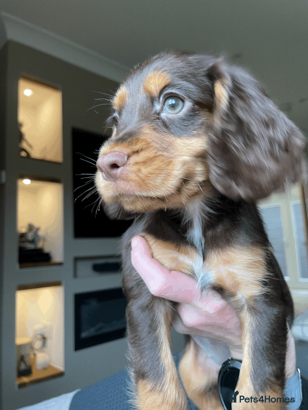 Cocker Spaniel dogs for sale: Cocker Spaniel Pups Outstanding Pedigree Lines! - Advert 21