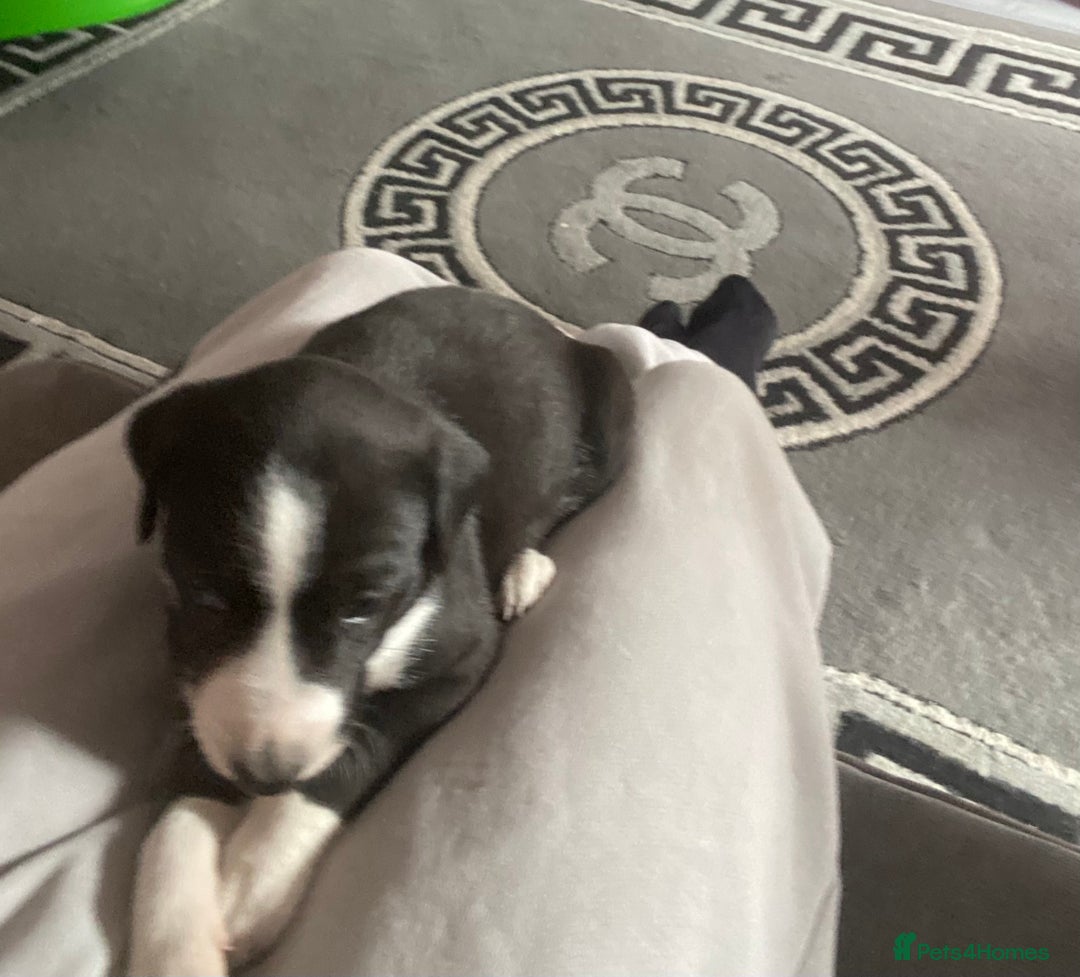 Lurcher dogs for sale: ColliewhippetXbullgreyhound   - Image 2