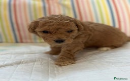 Toy Poodle dogs for sale: Tiny toy poodle boys  - Advert 33