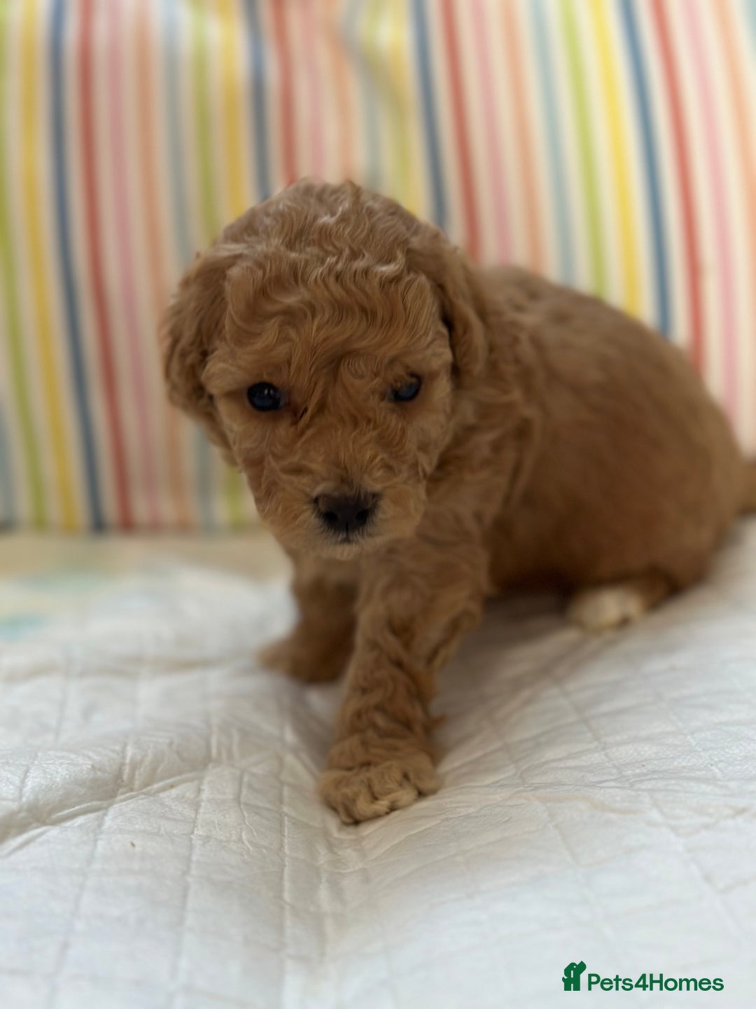 Toy Poodle dogs for sale: Tiny toy poodle boys  - Advert 33