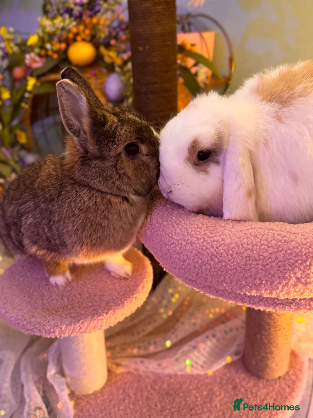 Netherland Dwarf rabbits for sale: Urgent rehoming. Young Netherland dwarf+ mini lop - Advert 33