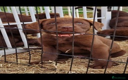 Labrador Retriever dogs for sale: KC REG.. READY NOW!. CHOCOLATE LABRADOR  - Image 4