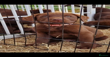Labrador Retriever dogs - Advert 2