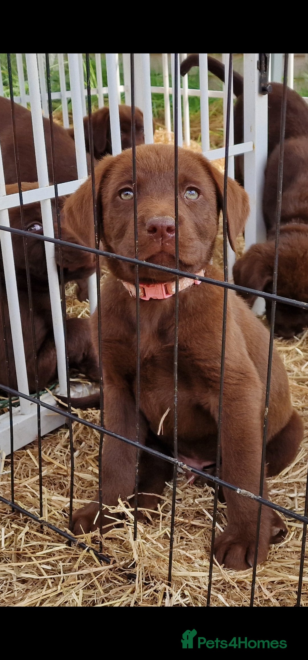 Labrador Retriever dogs for sale: KC REG.. READY NOW!. CHOCOLATE LABRADOR  - Image 4