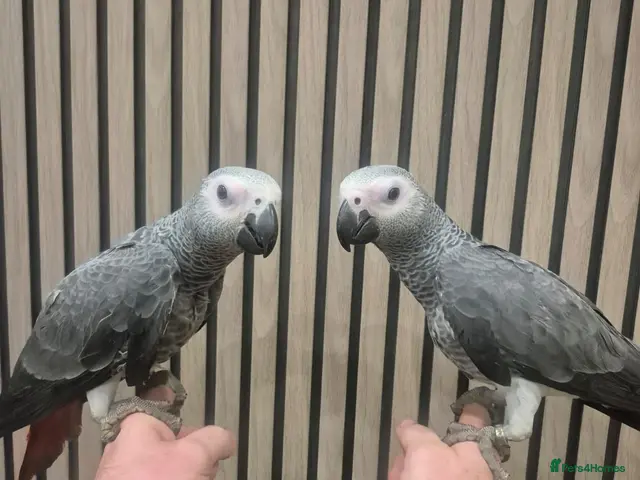 Parrots birds for sale: African grey - Advert 2