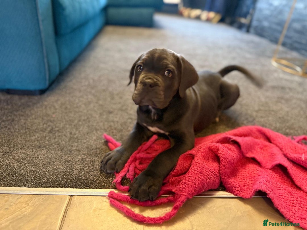 Cane Corso dogs for sale: EXCEPTIONAL PEDIGREE CANE CORSO PUPPIES - Advert 35