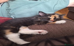 British Longhair cats for sale: Kitten almost 6 months old - Image 1