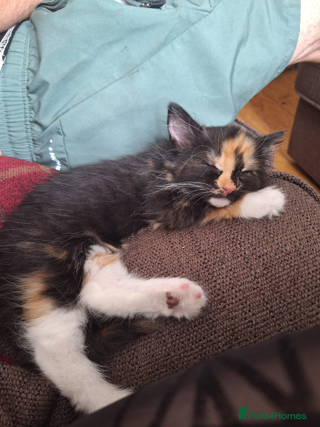 British Longhair cats for sale: Kitten almost 6 months old - Image 1