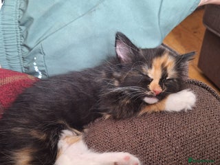 British Longhair cats for sale - Advert 1