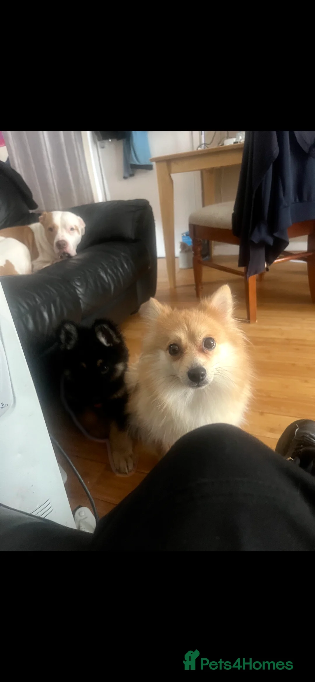 Mixed Breed dogs for sale: Pom X Spitz - Advert 3