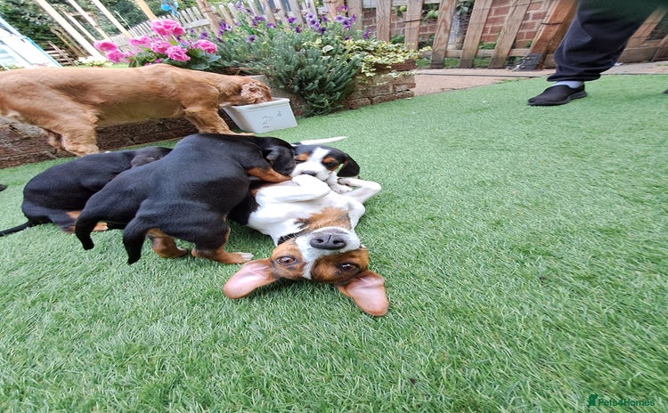 Mixed Breed dogs - Advert 6