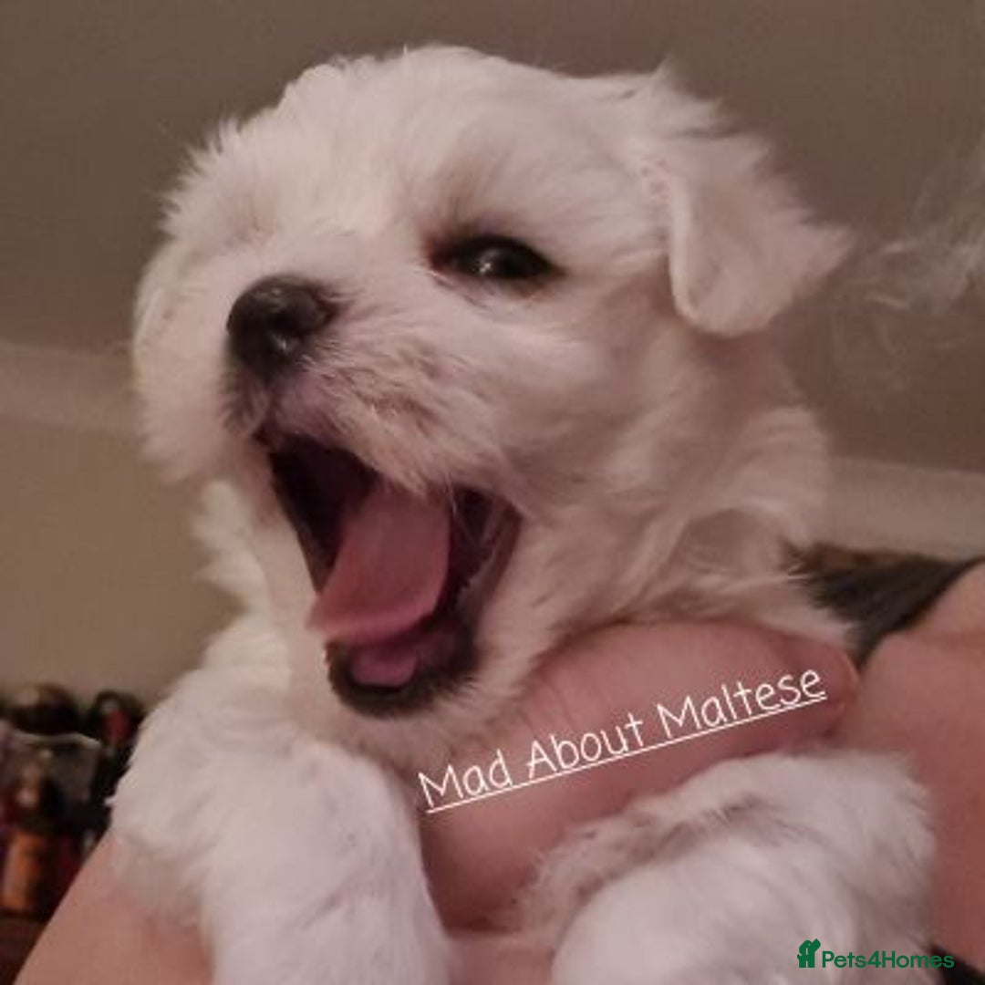 Maltese dogs for sale: Beautiful pure maltese for sale - Advert 4