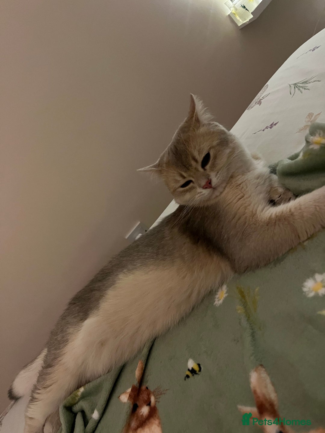 British Shorthair cats for stud: Muezza our big boy cat looking for queen  - Advert 3