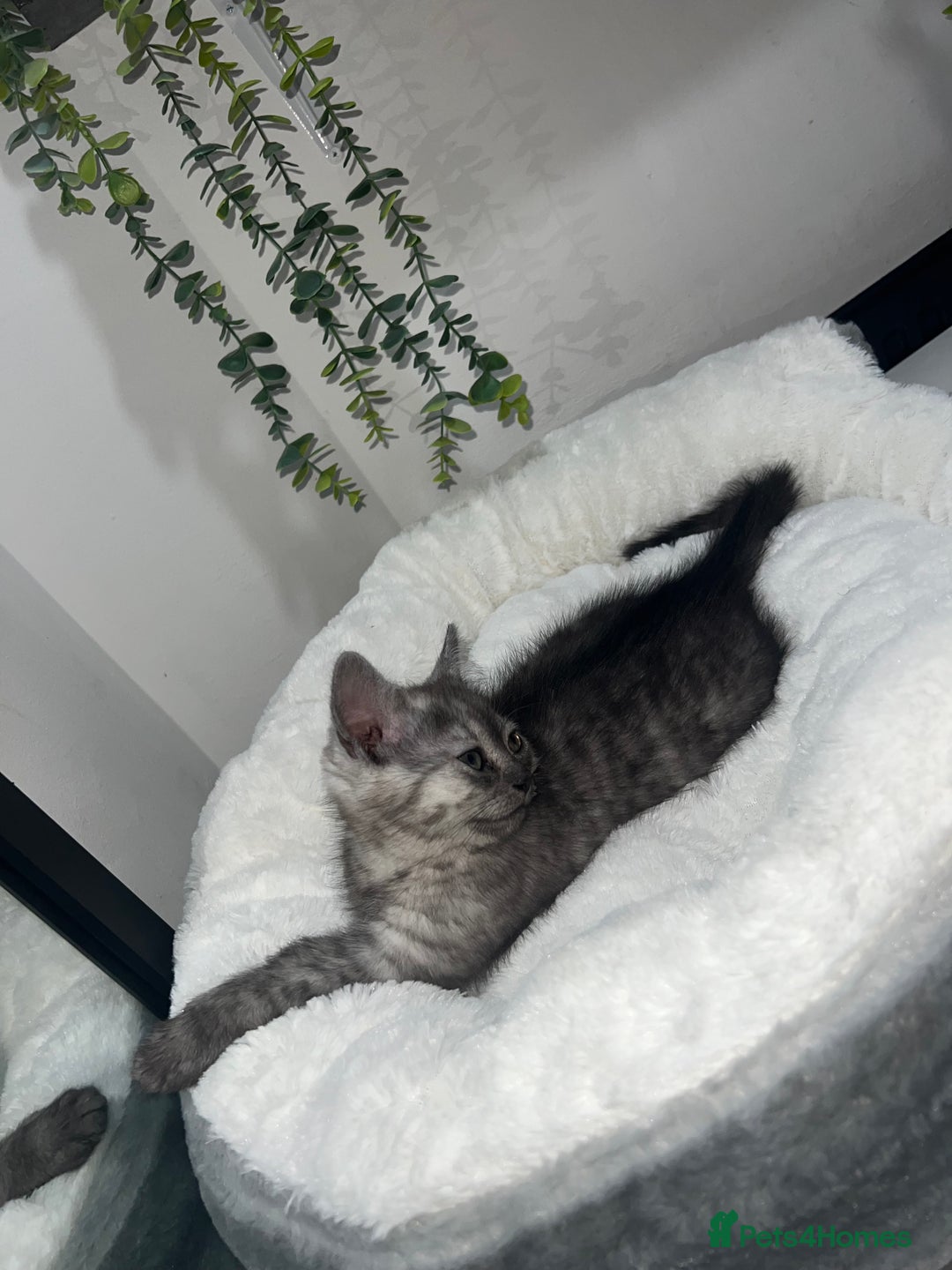 Persian cats for sale: Mother and baby kitten  - Image 5