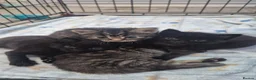 Mixed Breed cats for sale: 2 tabby and 2 black kittens looking for new home - Advert 10
