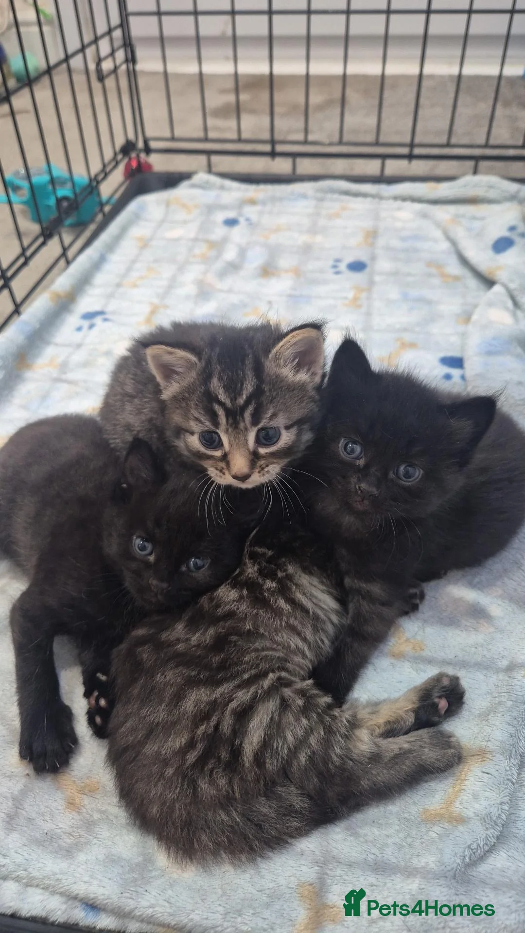 Mixed Breed cats for sale: 2 tabby and 2 black kittens looking for new home - Advert 10