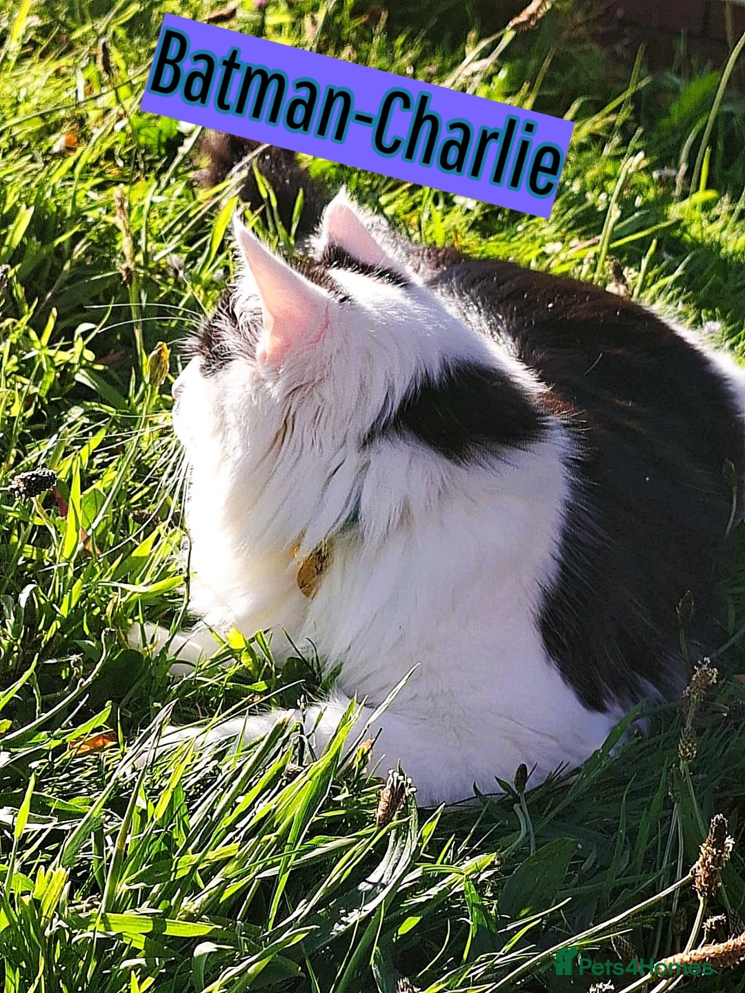 Mixed Breed cats for sale: Free to a Loving Home 2 Cats& 1 Kitten-Swansea - Advert 10