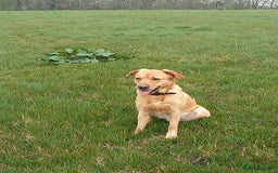 Labrador Retriever dogs for sale: Male Labrador age 5 years  - Image 7
