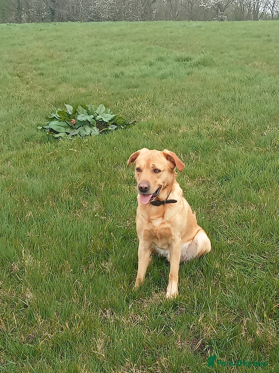 Labrador Retriever dogs for sale: Male Labrador age 5 years  - Image 7