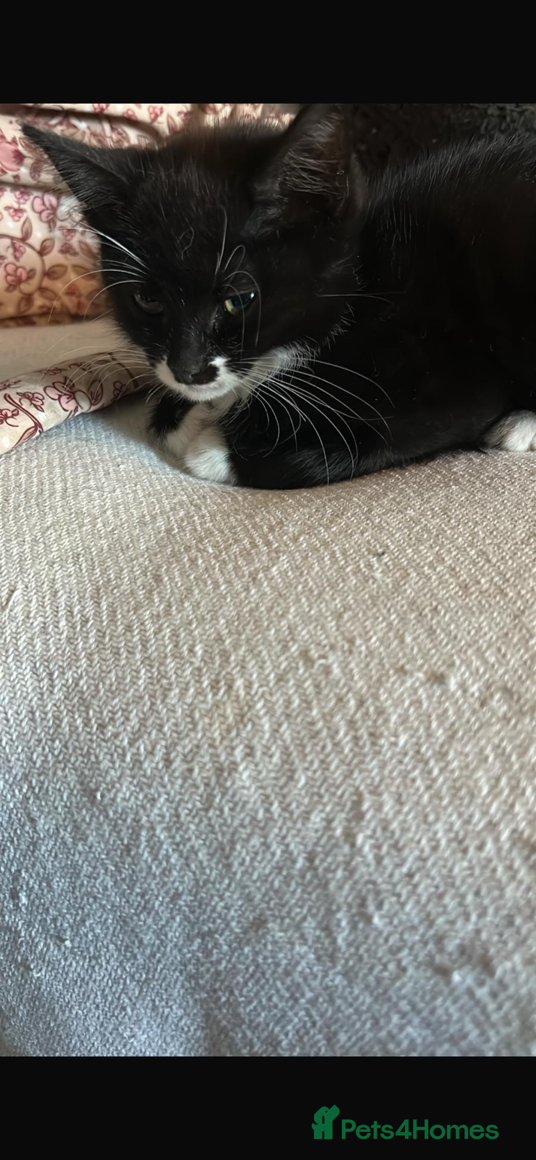Mixed Breed cats for sale: Adorable kittens for sale  - Image 8