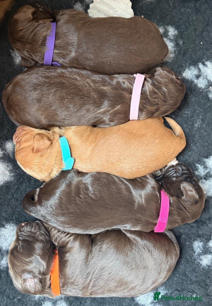 Cockapoo dogs F1 Cockapoo Puppies  - Advert 2