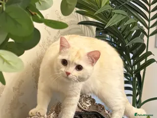 British Shorthair cats BRITISH SHORTHAIR MALE - Advert 13