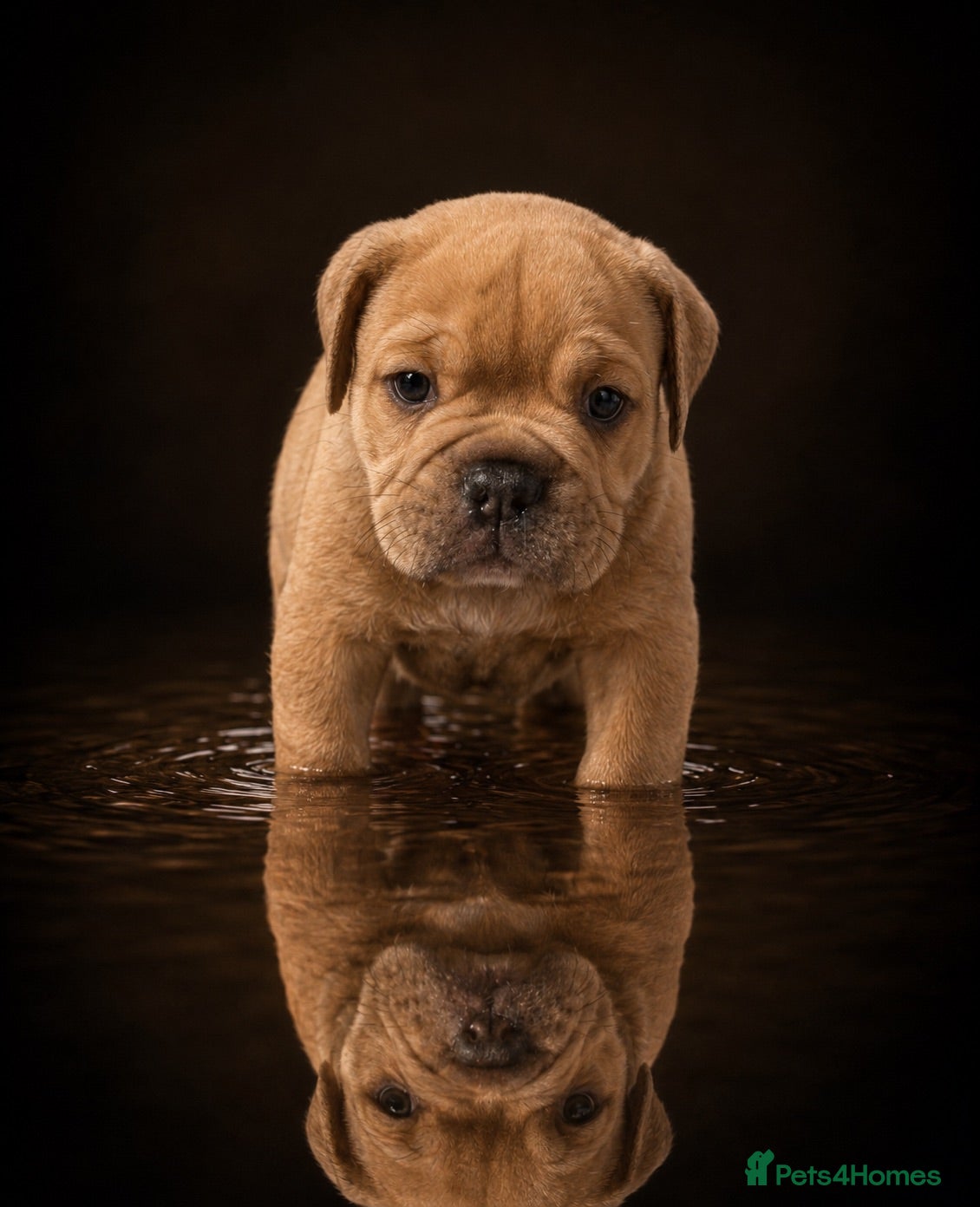 Olde English Bulldogge dogs Absolutely Stunning Olde English Bulldogge Boys - Advert 2