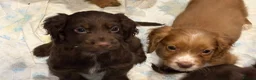 Cocker Spaniel dogs for sale: Working cocker spaniels  - Advert 21