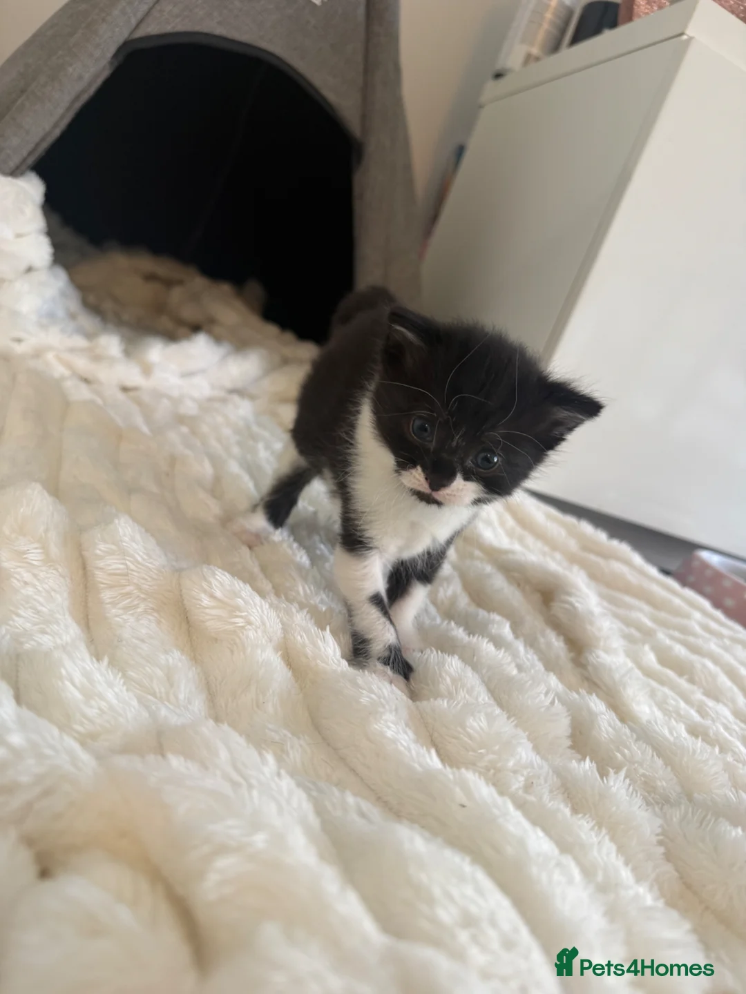 Mixed Breed cats for sale: Kittens For Sale  - Advert 9