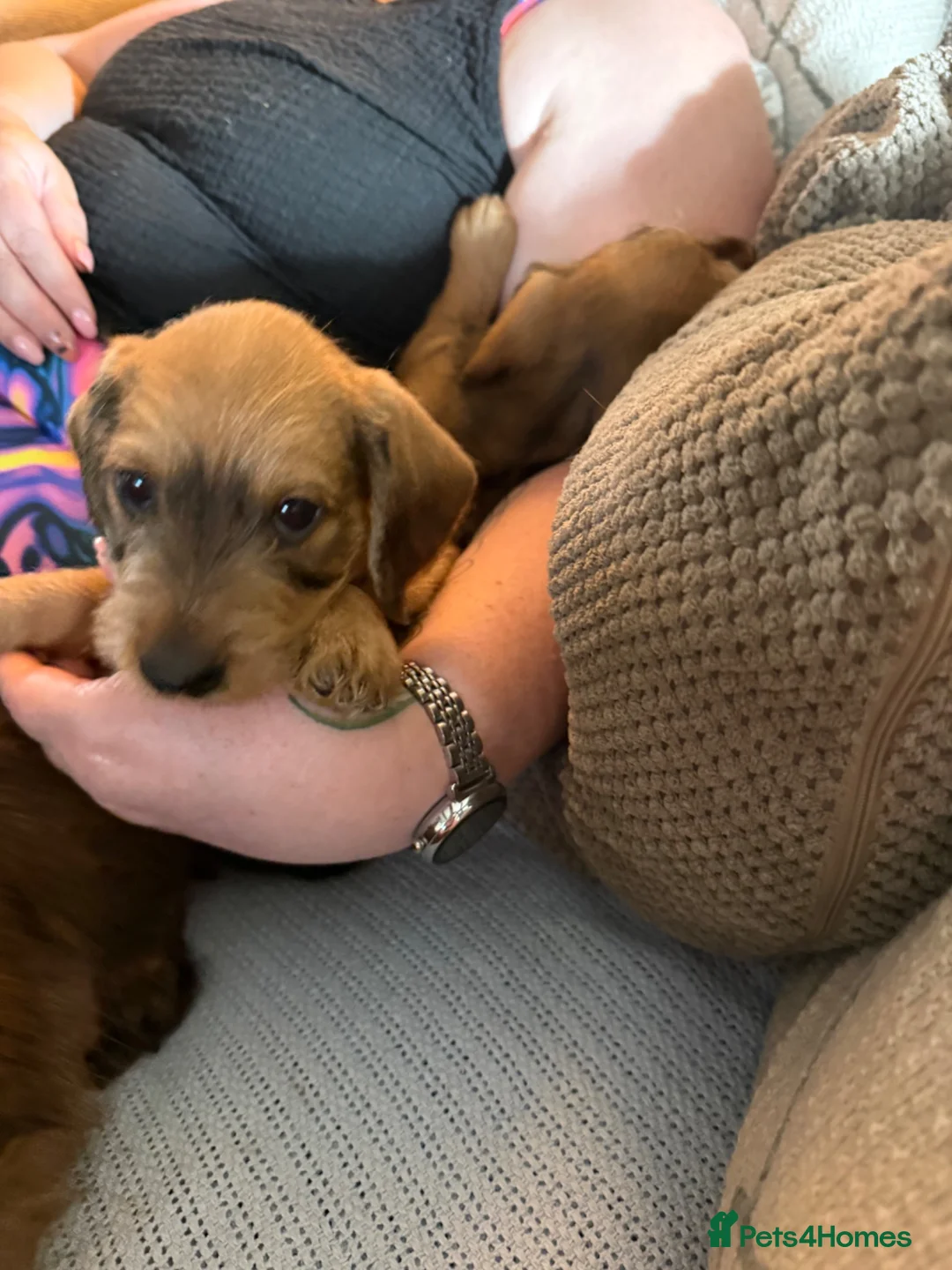 Dachshund dogs for sale: WIRE HAIRED STANDARD DACHSHUNDS  - Advert 2