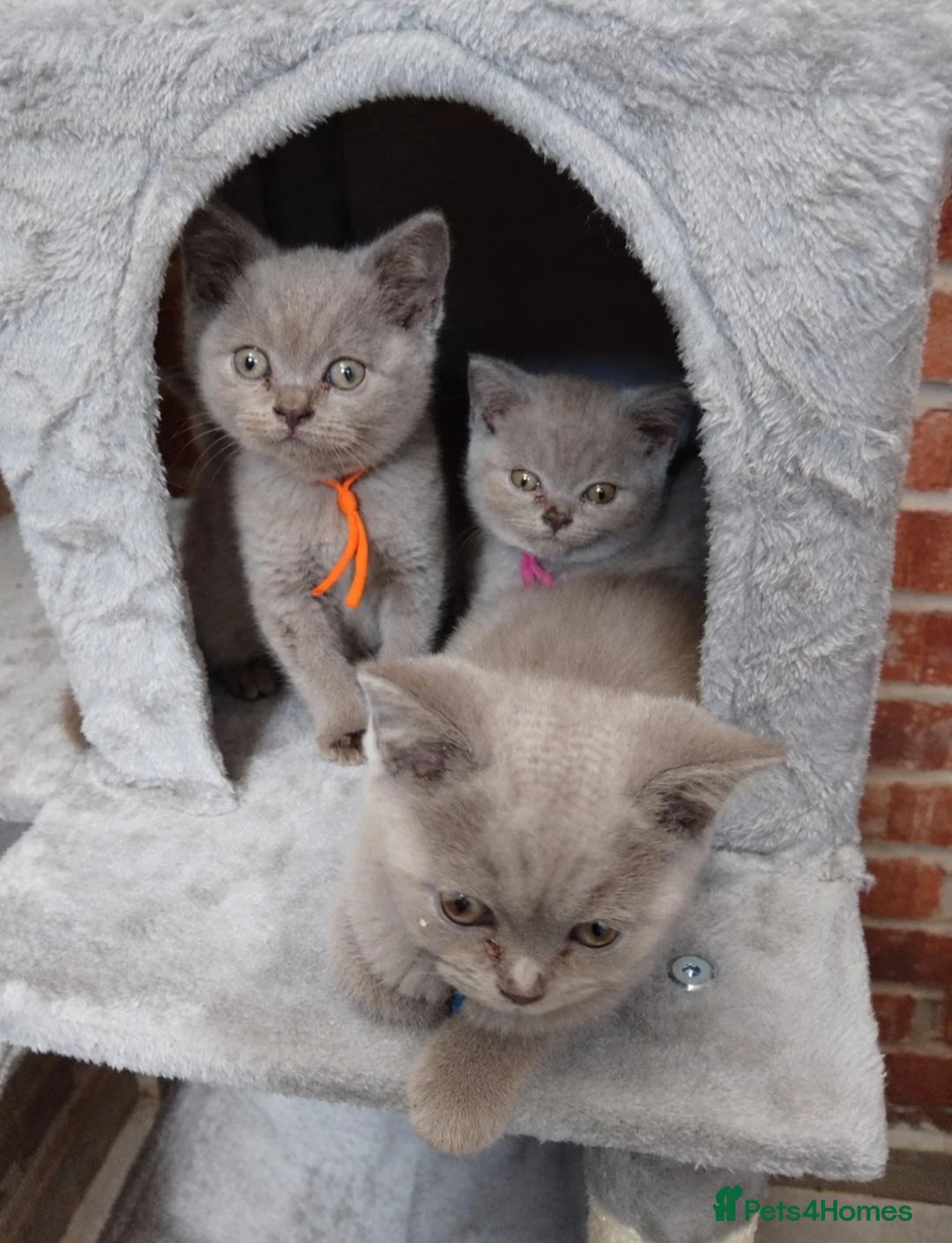 British Shorthair cats for sale: Pure Lilac BSH kittens available  - Advert 11
