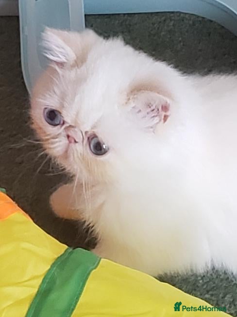 Exotic cats Colour Point Exotic Shorthair  Males - Advert 2