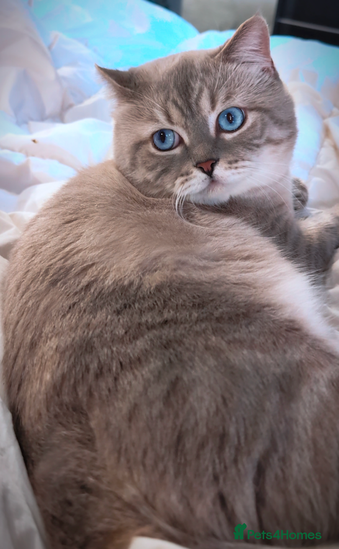 British Shorthair cats for stud: 🏆GCCF & TICA reg🪩BSH COLORPOINT🟥STUD - Advert 7