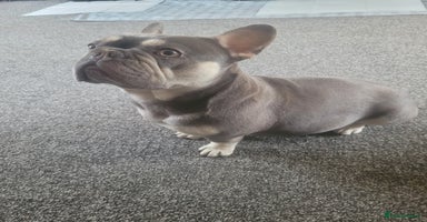 French Bulldog dogs - Advert 4