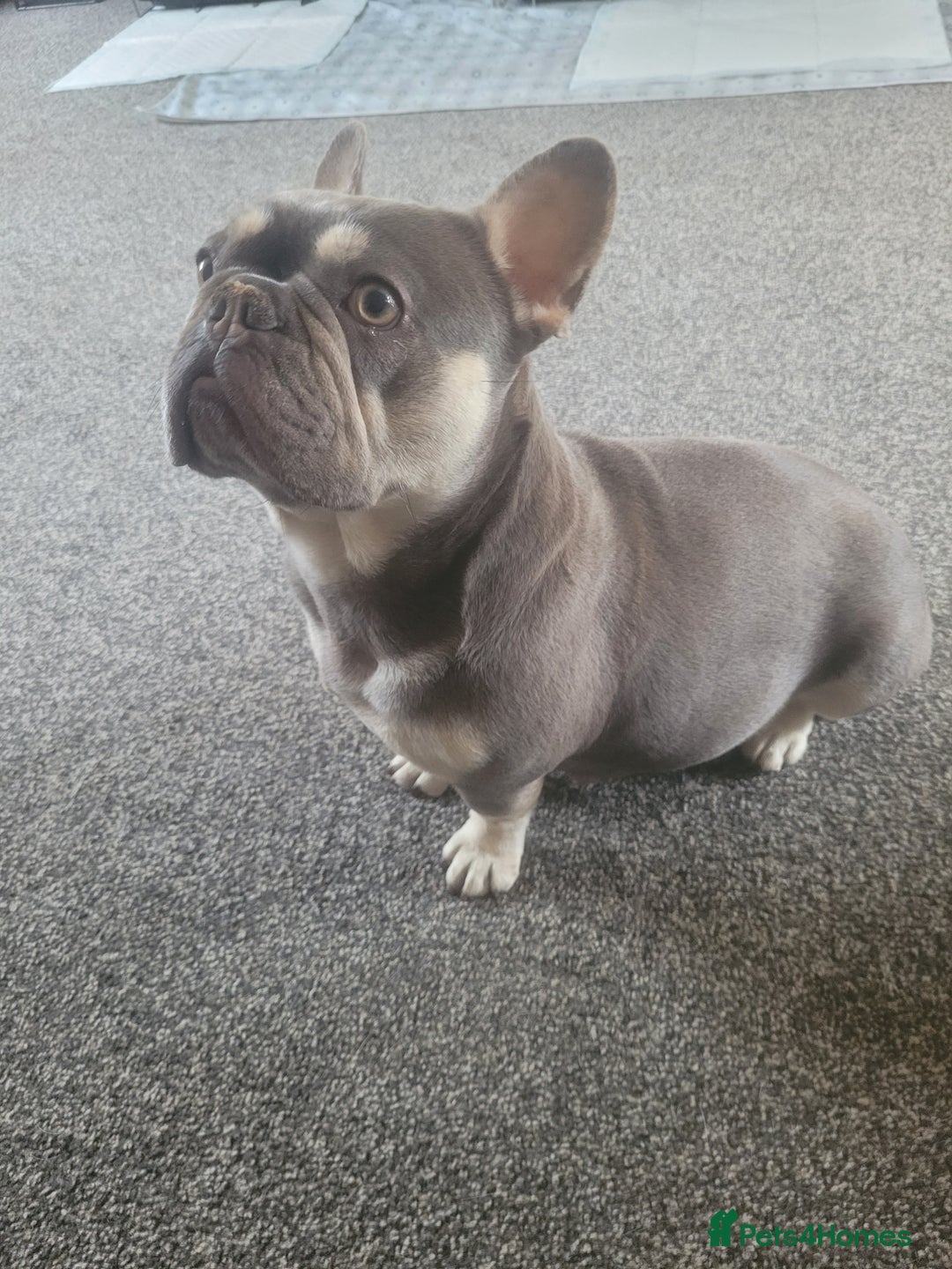 French Bulldog dogs for sale: French bulldog needs rehoming  - Image 2