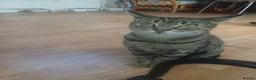 Mixed Breed cats for sale: 5 Cute Kittens Looking for New Homes - Advert 1
