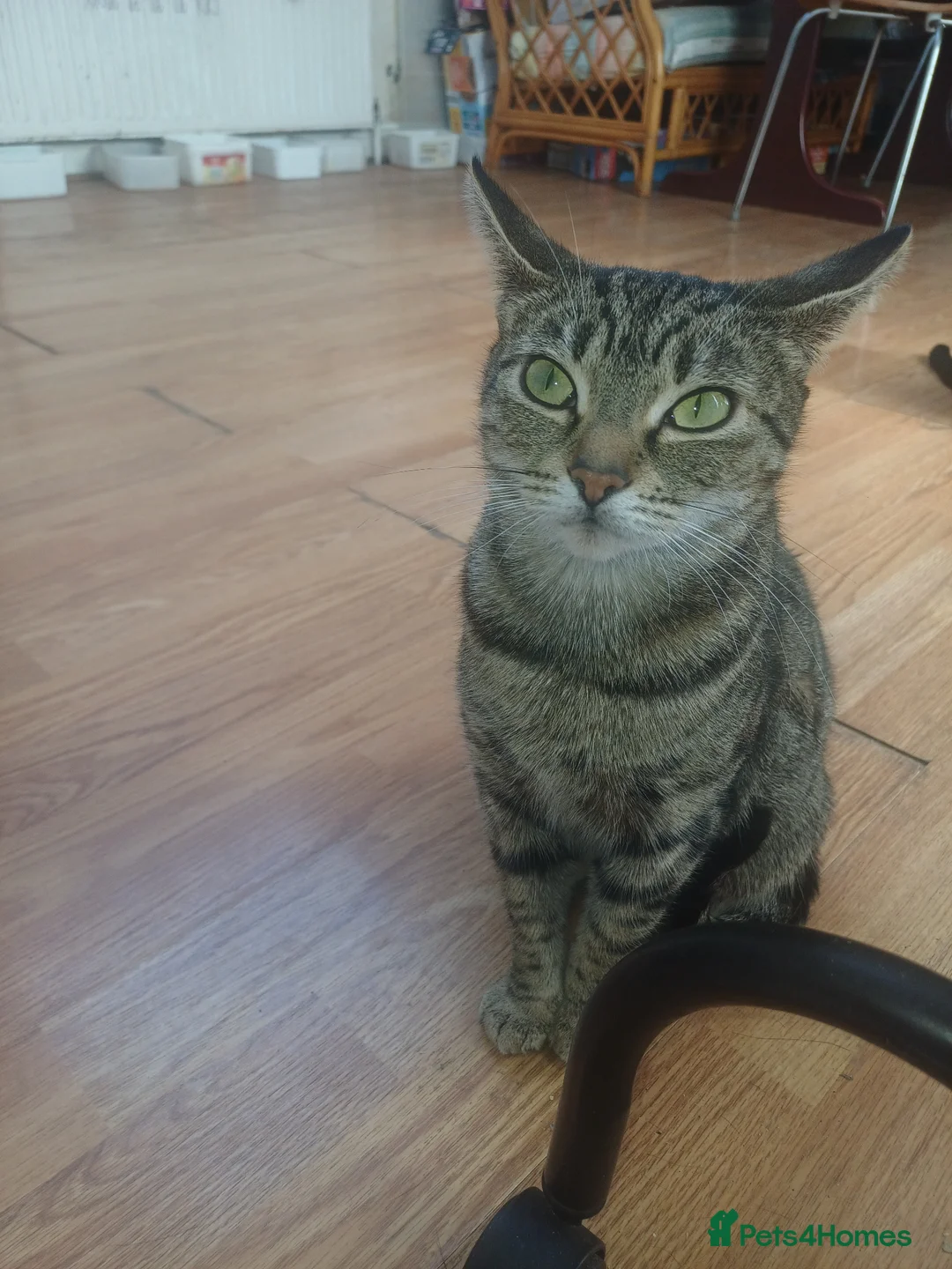 Mixed Breed cats for sale: 5 Cute Kittens Looking for New Homes - Advert 1