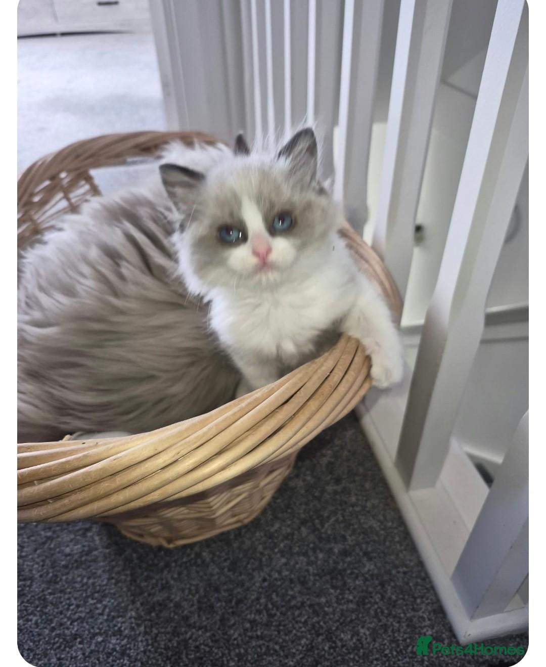 Ragdoll cats for sale: Boy Ragdoll Bicolor  - Advert 8