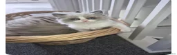 Ragdoll cats for sale: Boy Ragdoll Bicolor  - Advert 4