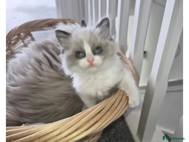 Ragdoll cats for sale: Boy Ragdoll Bicolor - Advert 8