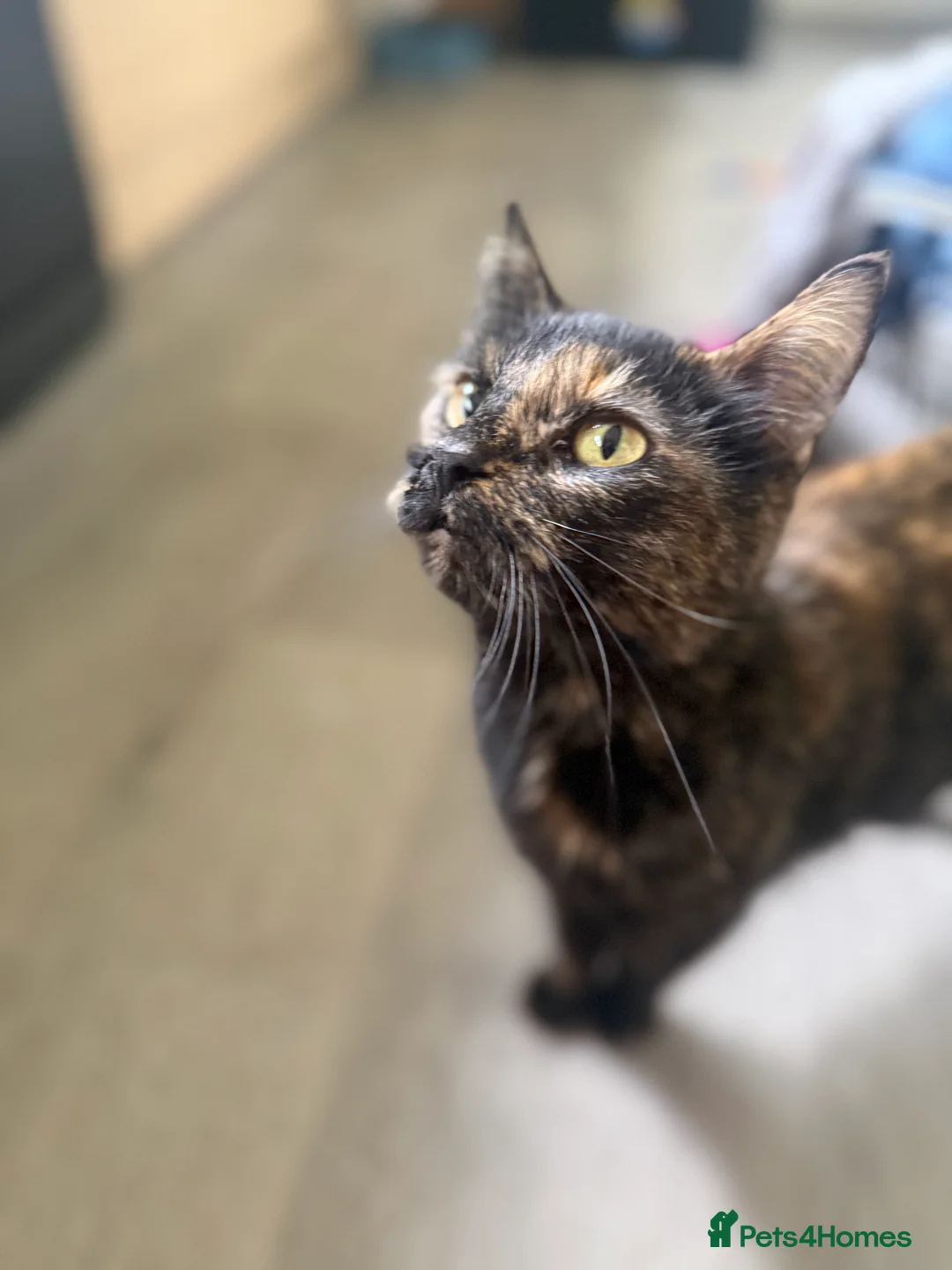 Mixed Breed cats for sale: Three girls two boys - Advert 2