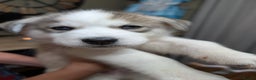 Siberian Husky dogs for sale: Stunning Siberian husky puppies - Advert 19