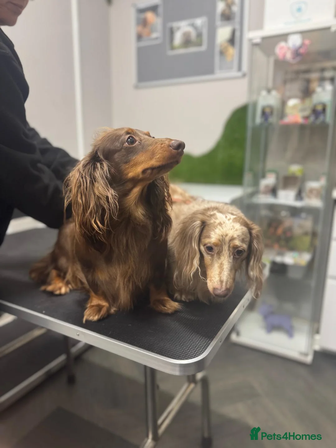 Miniature Dachshund dogs for sale: 😍Colourful Litter Of Long Coat Mini Dachshunds😍  - Advert 2