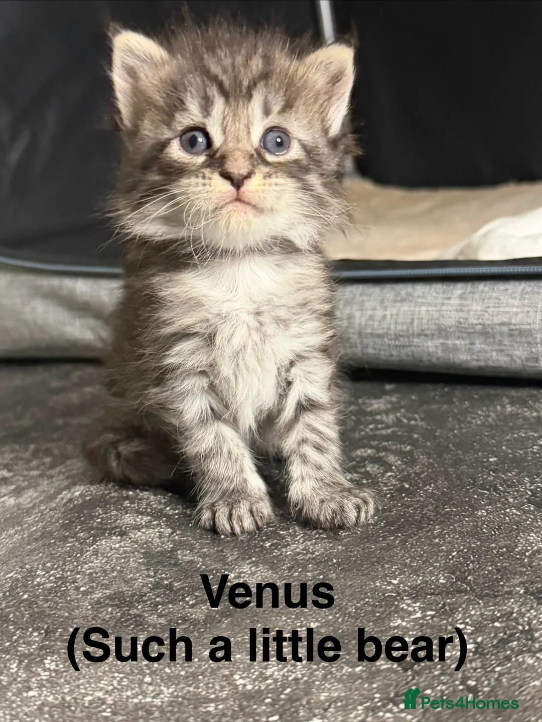 Maine Coon cats for sale: TICA Registered Maine Coon Kittens - Advert 18