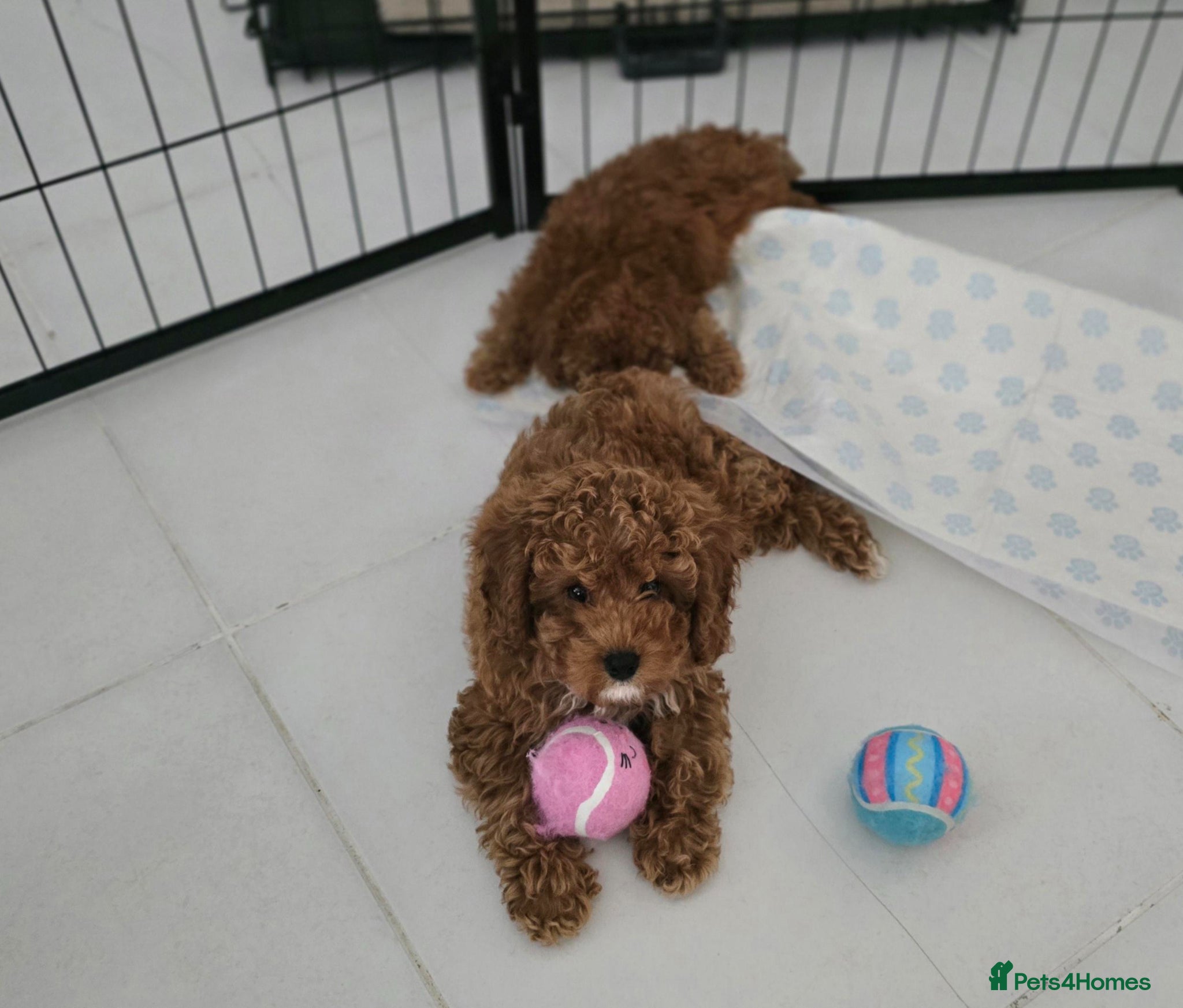 Cavapoo dogs One Toy Cavapoo's Left - Both Girls - Advert 2