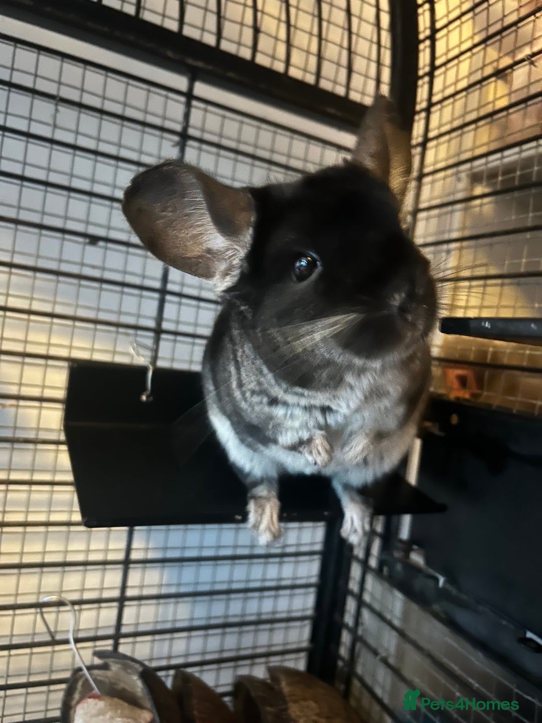 Chinchilla rodents for sale: Two female chinchillas for rehoming with cage - Advert 4
