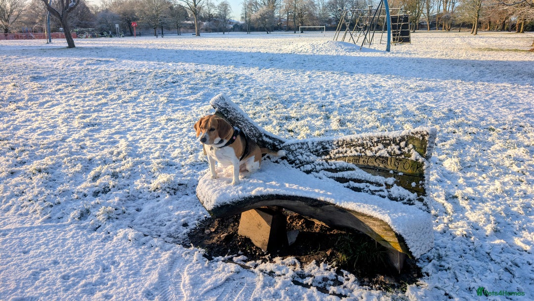 Beagle dogs for stud: Lewis 5 year old Beagle - Advert 4