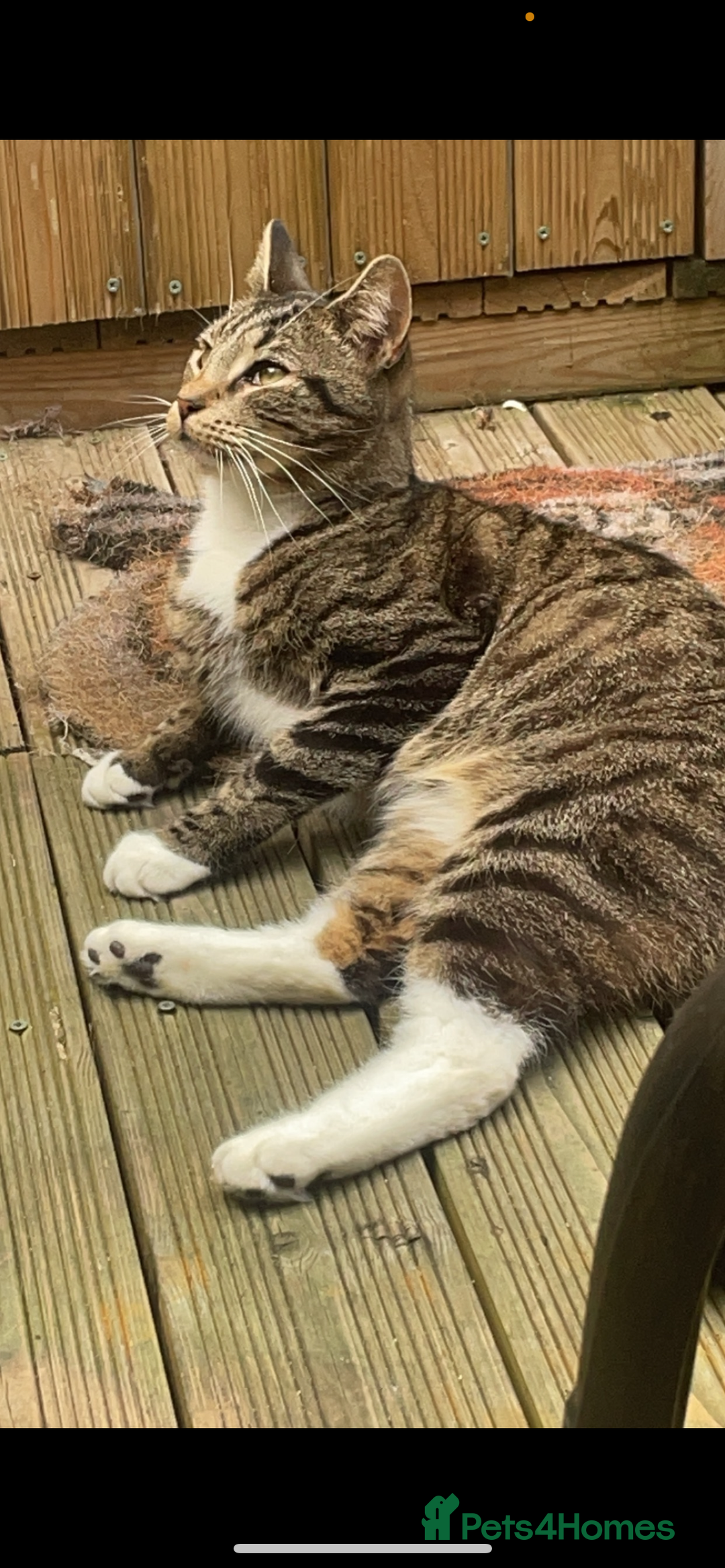 British Shorthair cats for sale: Darwin  - Advert 6